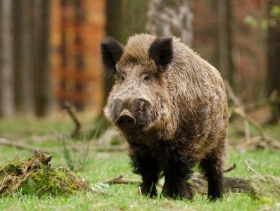 Klubové ZVVZ a ZH - Blansko - možnost přihlášení