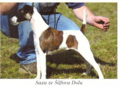 Saxa ze Šilfova dolu