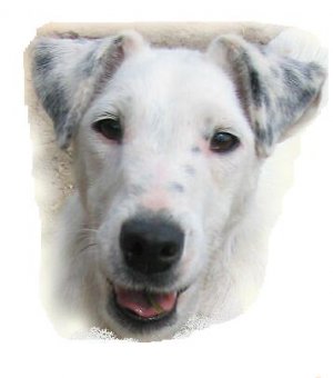 White Orchid od Rytíře Malovce