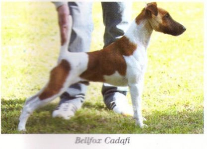 Cadafi Belfox