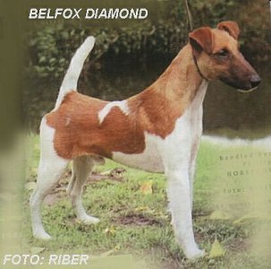 Belfox Diamond