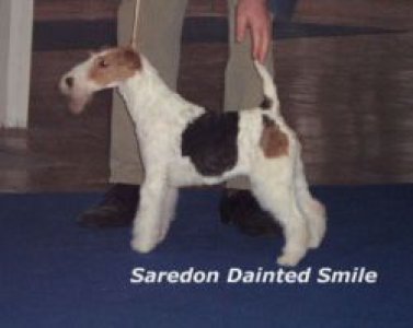 Saredon Painted Smile