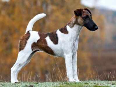 Vici von der Bismarckquelle